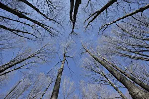Nature, forest, tree tops from below