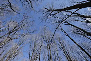 Nature, forest, tree tops from below