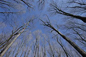 Nature, forest, tree tops from below