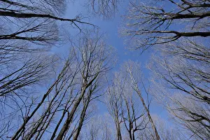 Nature, forest, tree tops from below