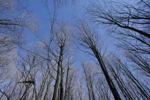 Nature, forest, tree tops from below