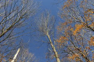 Nature, late autumnal forest colours