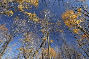 Nature, late autumnal forest colours