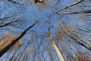 Nature, late autumnal forest colours
