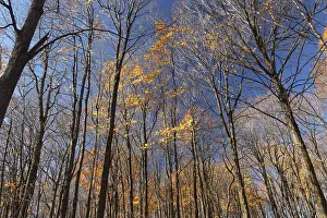 Nature, late autumnal forest colours