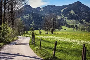 Nature, meadow, blossoms, landscape