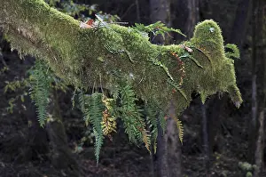 Nature motive