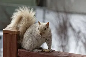 Nature, pale coloured squirrel (Sciurus) eating peanuts