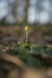 Nature photograph of lesser celandine (Ficaria verna) in spring