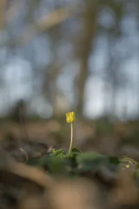 Nature photograph of lesser celandine (Ficaria verna) in spring