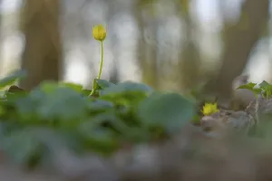 Nature photograph of lesser celandine (Ficaria verna) in spring