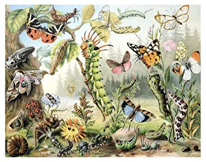 Nature reserve, historical illustration