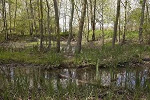 Nature reserve Lippeaue, Lippe River floodplains