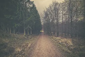 Nature road in a forest with pine at dawn