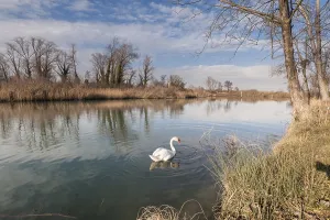 Nature scene. Lake with swan swimming