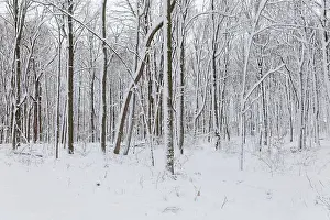 Nature, snow covered tree trunks