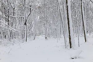 Nature, snow covered tree trunks
