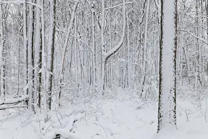nature snow covered tree trunks Trending Item 1