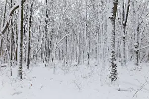 Nature, snow covered tree trunks