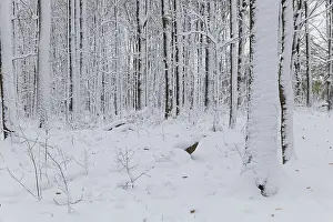 Nature, snow covered tree trunks