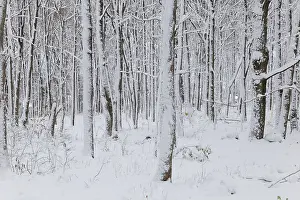 Nature, snow covered tree trunks