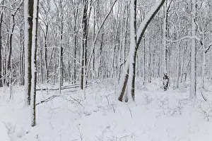 Nature, snow covered tree trunks