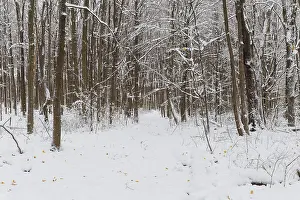 Nature, snow covered tree trunks