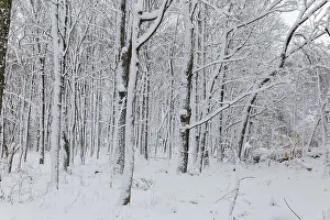 Nature, snow covered tree trunks
