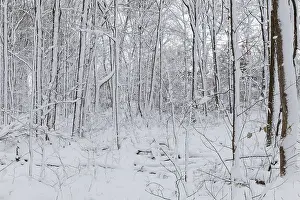 Nature, snow covered tree trunks