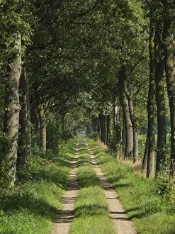 Nature trail leads through a shady forest with tall trees