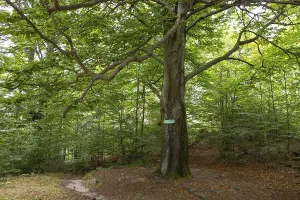 Nature trail through the millstone quarries near Jonsdorf