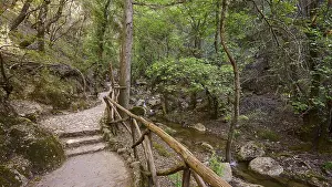 Nature trail with railings leading through a tranquil forest
