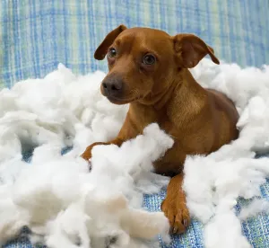 Naughty playful puppy dog after biting a pillow tired of hard work