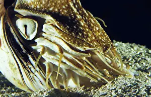 Nautilus, nautilus macromphalus