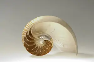 Nautilus (Nautilus pompilius), l