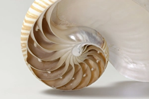 Nautilus (Nautilus pompilius), l