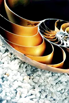 Nautilus shell on a background of white pebbles