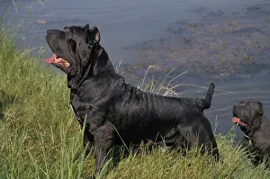 NEAPOLITAN MASTIFF DOG (OLD STANDARD BREED WITH CUT EARS)