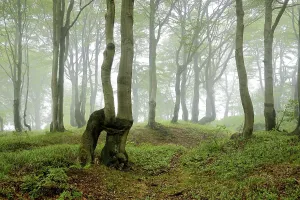Near-natural Beeches forest (Fagus) with overgrown trees