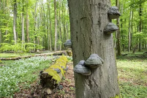Near-natural deciduous forest
