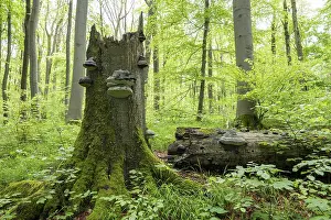 Near-natural deciduous forest