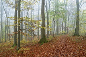 Near-natural deciduous forest in autumn with colourful leaves, copper beech (Fagus sylvatica), fog in the forest, Hainich National Park, Thuringia, Germany, Europe