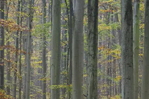 Near-natural deciduous forest in autumn with colourful leaves