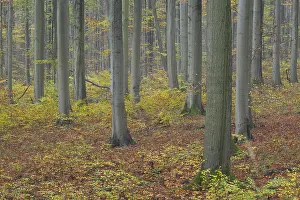 Near-natural deciduous forest in autumn with colourful leaves