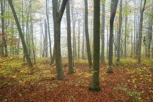 Near-natural deciduous forest in autumn with colourful leaves