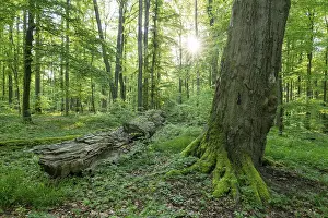Near-natural deciduous forest, copper beech (Fagus sylvatica) deadwood
