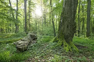 Near-natural deciduous forest, copper beech (Fagus sylvatica) deadwood