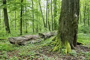 Near-natural deciduous forest, copper beech (Fagus sylvatica) deadwood