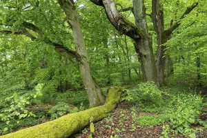 Near-natural deciduous forest, deadwood overgrown with moss