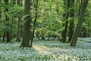 Near-natural deciduous forest with flowering ramson (Allium ursinum)